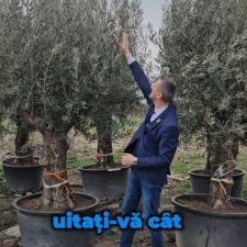 Video Primaria Slatina planteaza 12 maslini – zona mediteraneana, greceasca si o maslina olteneasca. Toti oltenii isi vor permite sa mearga in Grecia