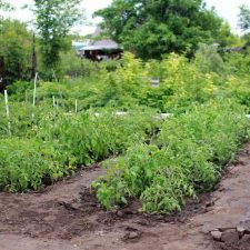 Cum ne „otravesc” magazinele de protectia plantelor. Ceri contra manei, vanzatoarea iti da si insecticid, pentru dezvoltare, etc